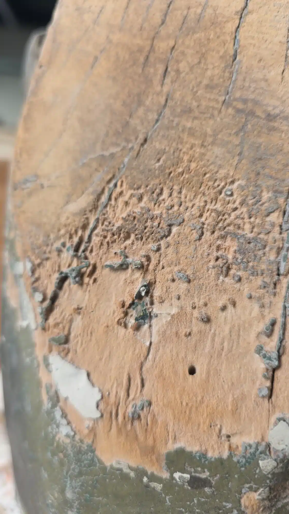 Makroaufnahme von Holzwurmfraß und morschem Holz unter den Farbschichten